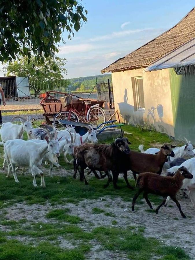 Vila Gosp. Agroturystyczne Stary Gaj Zerkowice Exteriér fotografie